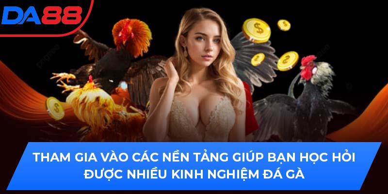 Tham gia vào các nền tảng giúp bạn học hỏi được nhiều kinh nghiệm đá gà