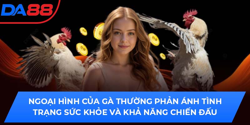Ngoại hình của gà thường phản ánh tình trạng sức khỏe và khả năng chiến đấu