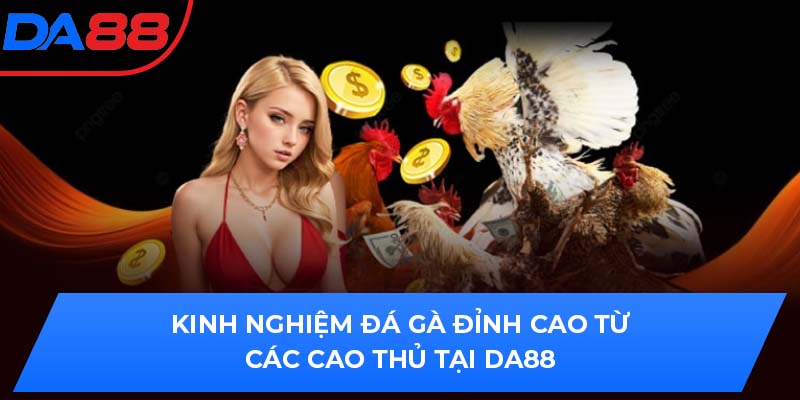 Kinh Nghiệm Đá Gà Đỉnh Cao Từ Các Cao Thủ Tại Da88